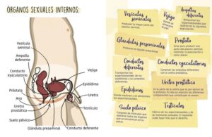 El semen mola: Pero necesitas saber cómo funciona (Menstruita) - Ein aufschlussreiches Buch für junge Leser