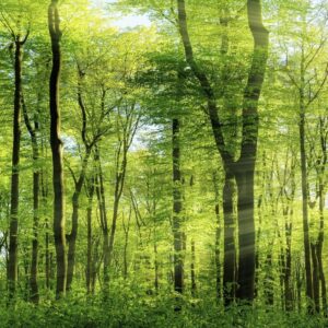 StickerProfis Küchenrückwand selbstklebend Glasoptik - Wald: Praktischer Spritzschutz in Premium-Qualität